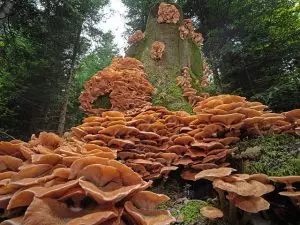 mushroom-gummies-for-focus-640x480-31004286.jpeg