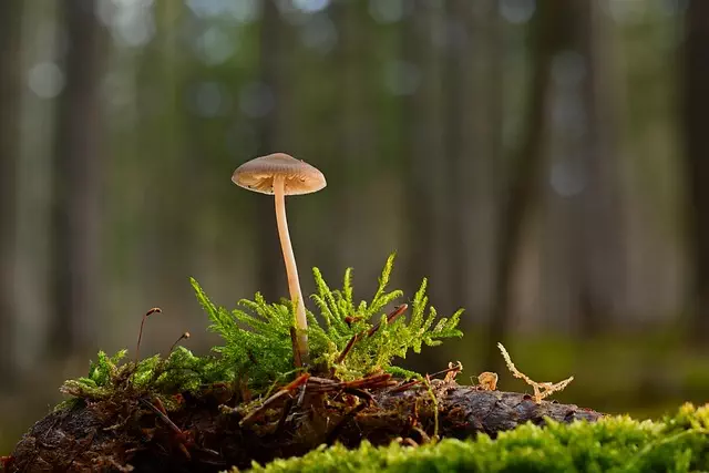 Mushroom Gummies for Focus