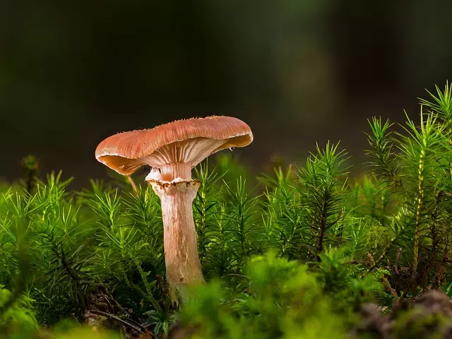 Mushroom Gummies for Focus