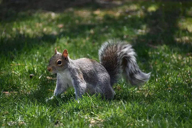 pest-exterminator-640x480-12318416.jpeg