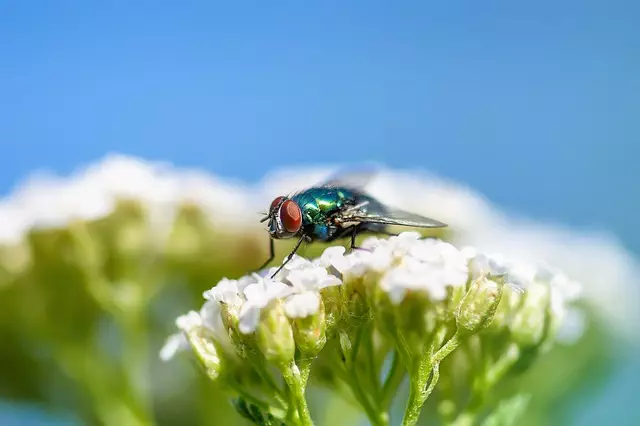 pest exterminator