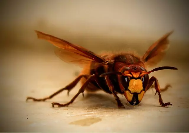 pest exterminator