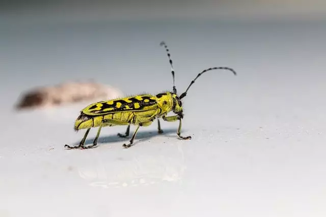 pest exterminator