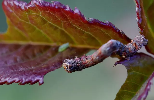 pest-exterminator-640x480-39372159.jpeg