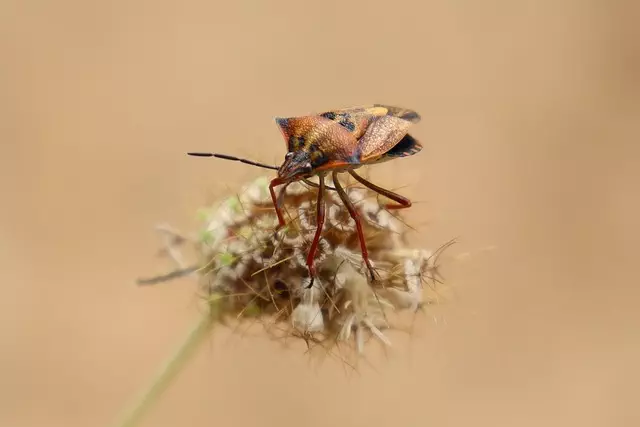 pest exterminator