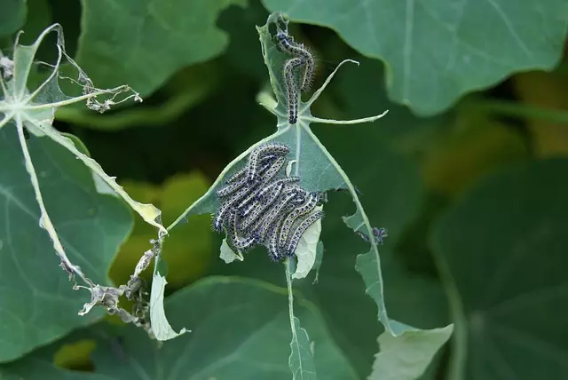 pest-exterminator-640x480-5452829.jpeg