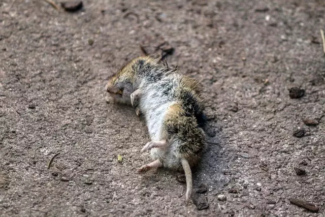 pest-exterminator-640x480-56703232.jpeg