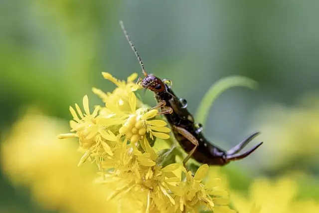 pest exterminator