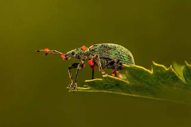 pest exterminator
