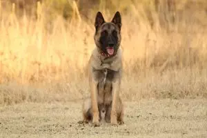 pet-sitting-640x480-23612469.jpeg