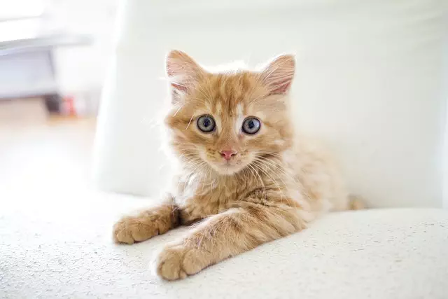 Pet Sitting