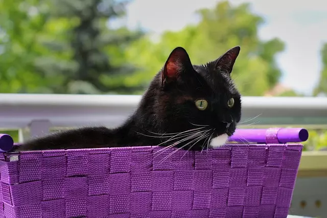 pet-sitting-640x480-65864706.jpeg