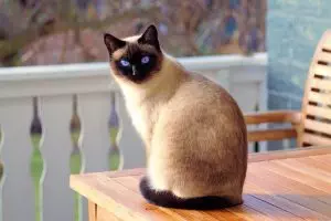 pet-sitting-640x480-66974385.jpeg