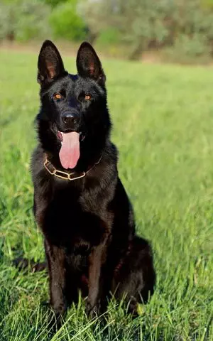 pet-sitting-640x480-70376305.jpeg