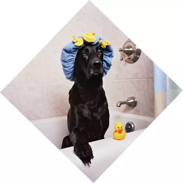 pet-stain-cleaning-640x480-19513382.jpeg