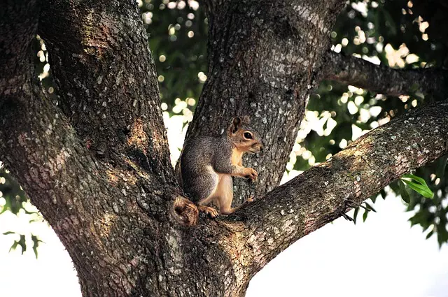 Rodent Control