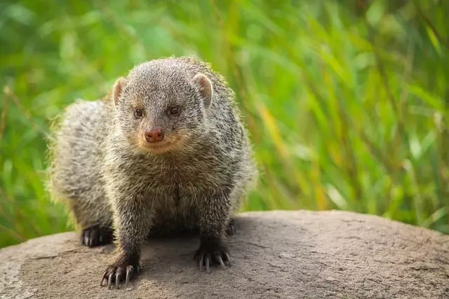 Rodent Control