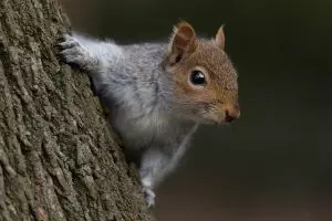 rodent-control-640x480-31962046.jpeg