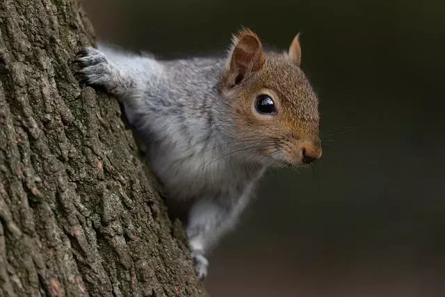 rodent-control-640x480-31962046.jpeg