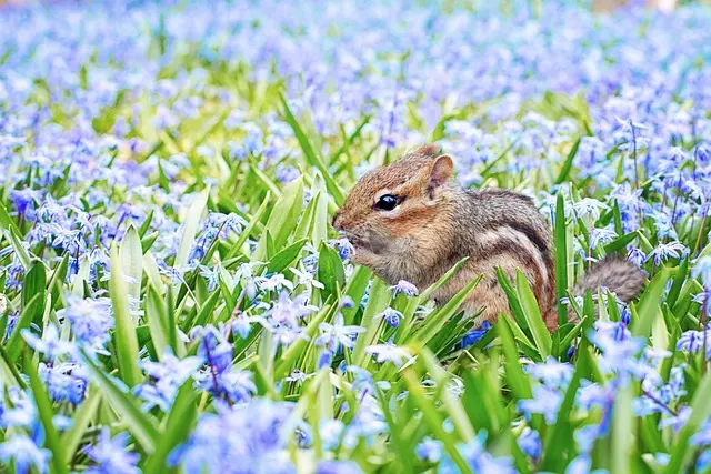 Rodent Control