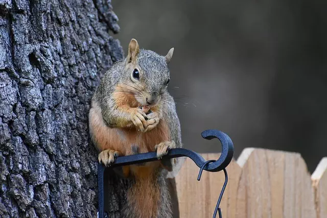 Rodent Control