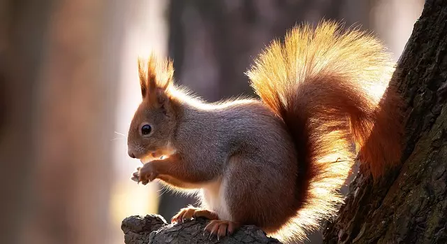 Rodent Control
