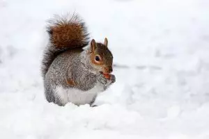 rodent-control-640x480-99590406.jpeg