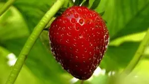 strawberry-rosin-gummies-640x480-12674357.jpeg