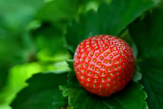 Strawberry Rosin Gummies