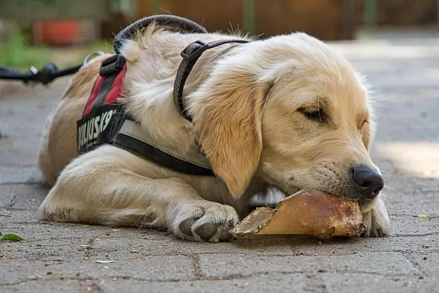tactical dog harness