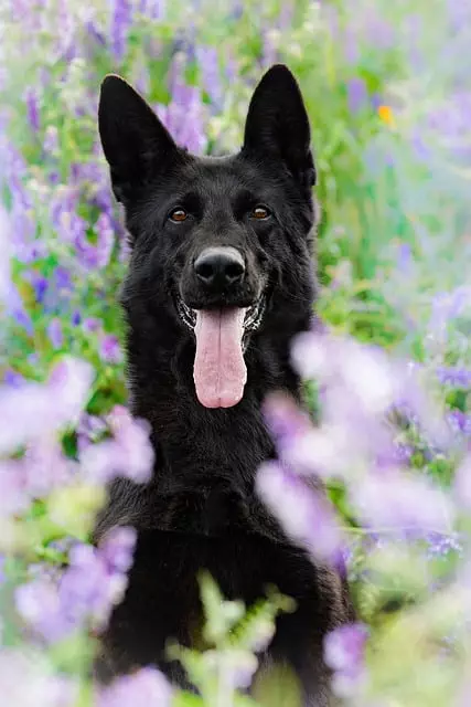 tactical-dog-harness-640x480-14542553.jpeg