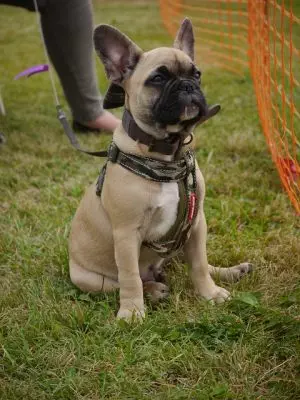 tactical-dog-harness-640x480-34154711.jpeg