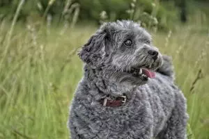 tactical-dog-harness-640x480-57005948.jpeg