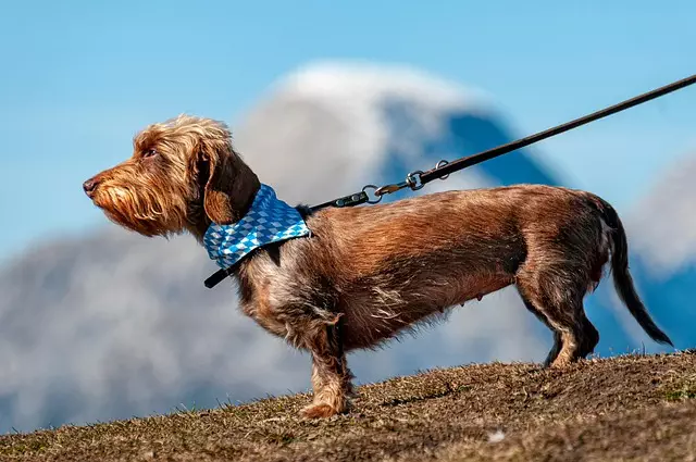 tactical dog harness