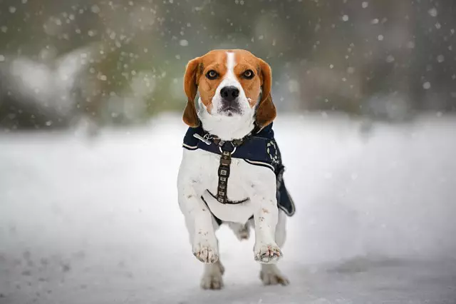 tactical dog harness