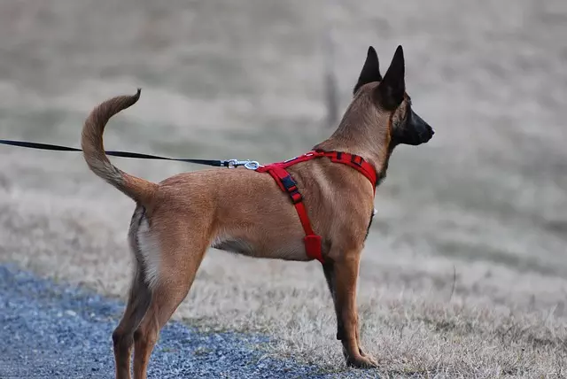 tactical dog harness