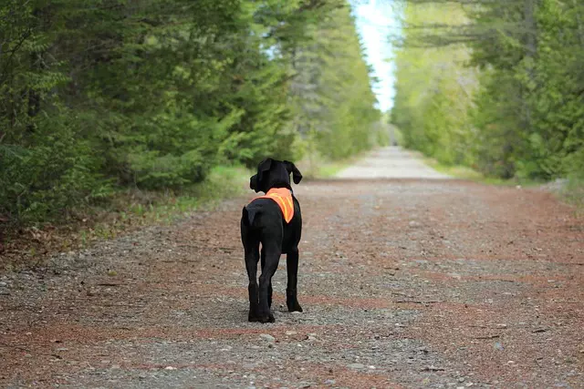 tactical dog vest