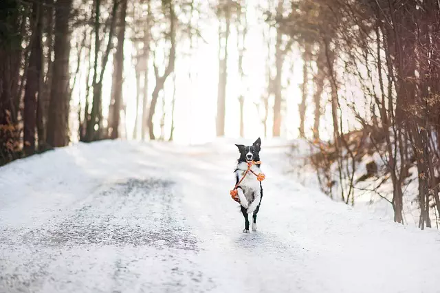 tactical dog vest