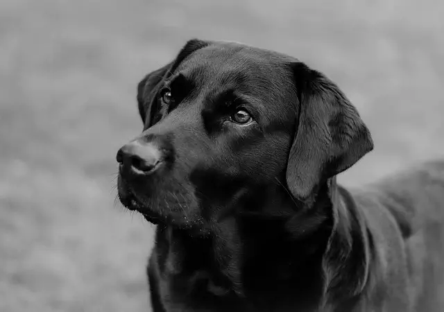 tactical-dog-vest-640x480-86745202.jpeg