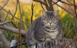 targeted-fat-loss-640x480-31186667.jpeg