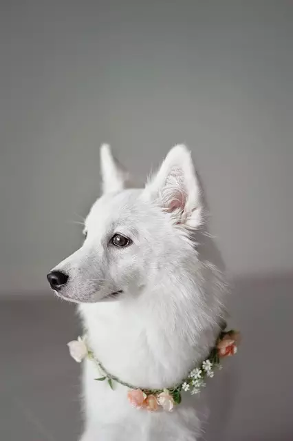 air conditioned dog house