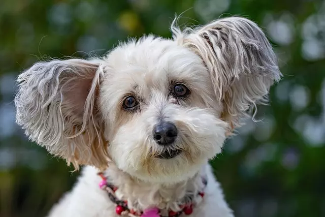 Programmable Cooling Units: Enhancing Air Conditioned Dog Houses and Pet Living