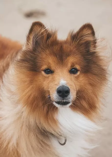 Cooling Pets Safely: Dog House AC & Natural Solutions for Well-being