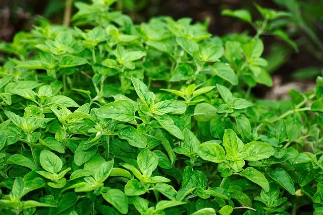 Best CBD Edibles
