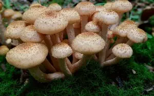 best-cbd-edibles-640x480-34791481.jpeg