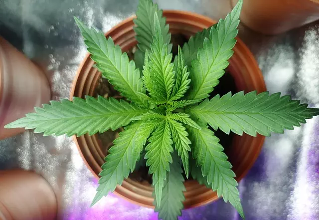 Delta-8 THC Near Me