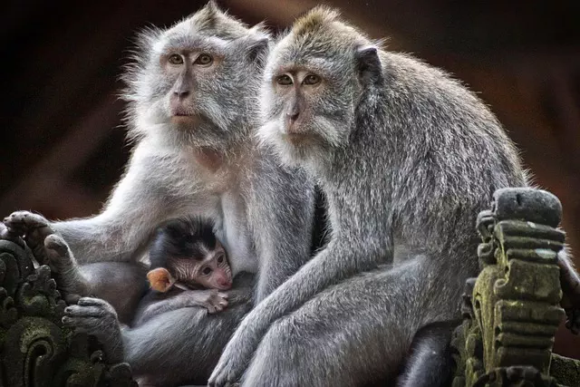 family counseling services