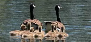 family-counseling-services-640x480-64471342.jpeg