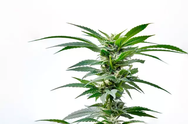 Full Spectrum Hemp Oil