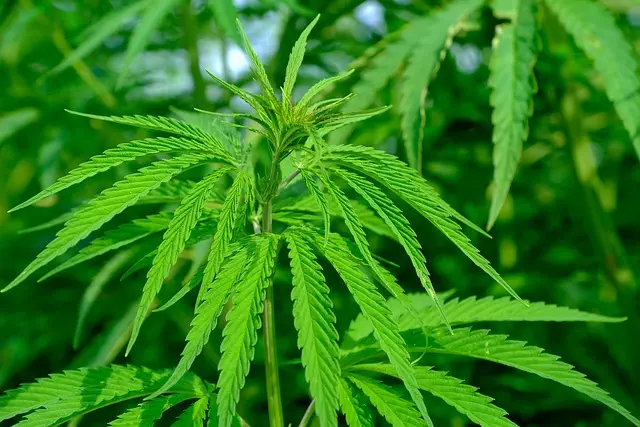 Full Spectrum Hemp Oil
